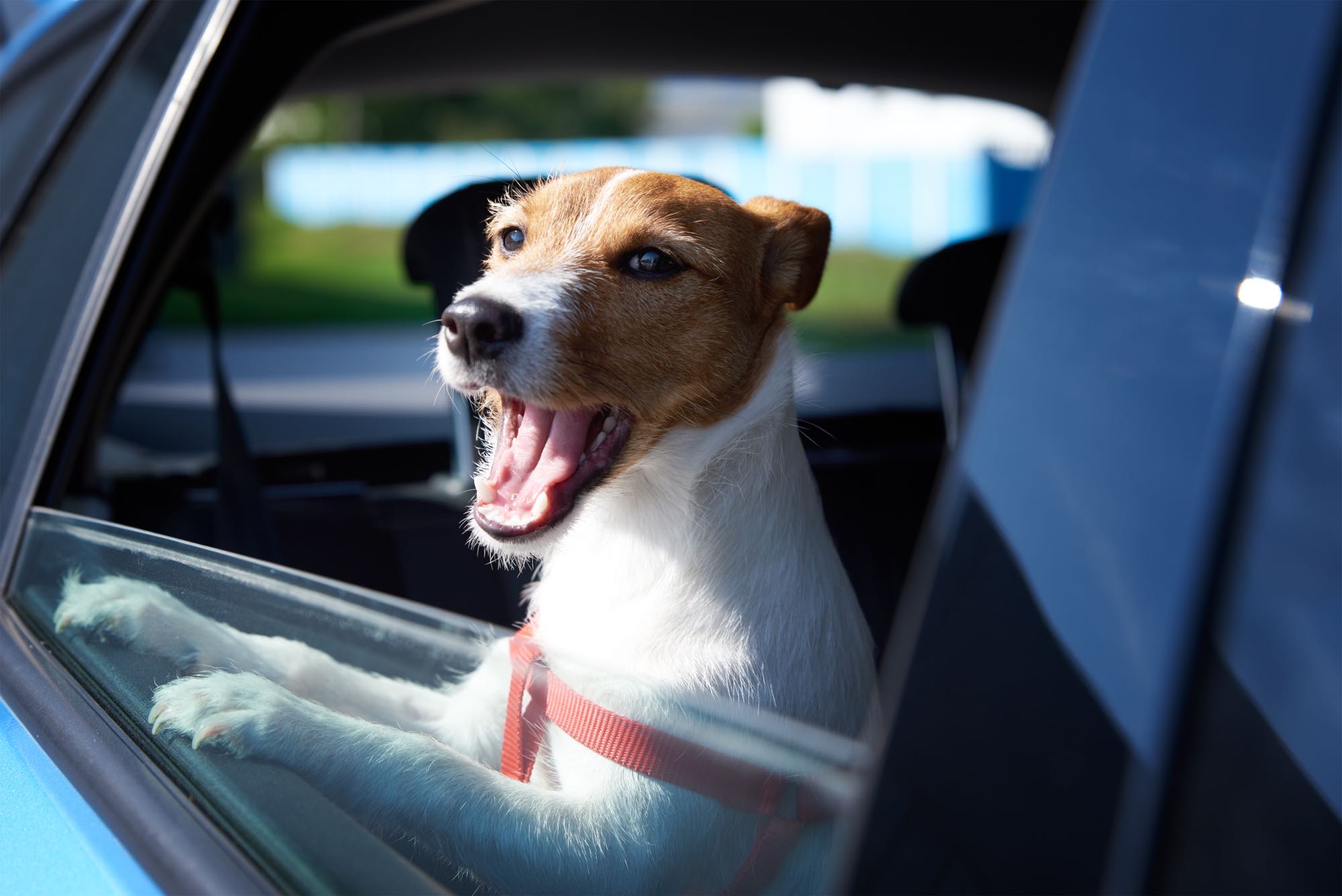 dog-looking-out-of-car-window-2022-03-15-05-51-51-utc